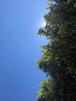 Himmel, Tre, Natur, Skyer, Sommer, Sol