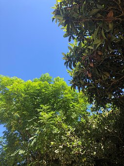 Himmel, Tre, Natur, Skyer, Trær, Sommer