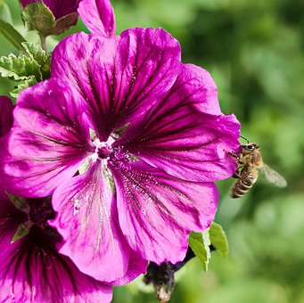 Free Bee Cup Mallow photo and picture