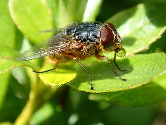 Moscon Insecto Fly Blow Insect - Free photo on Pixabay - Pixabay