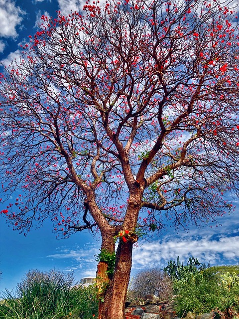 Arbre Fleurir Rouge Le - Photo gratuite sur Pixabay - Pixabay