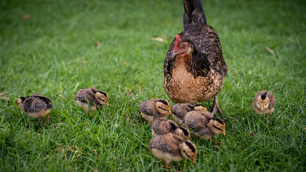 Hühner, Küken, Henne, Geflügel, Tiere