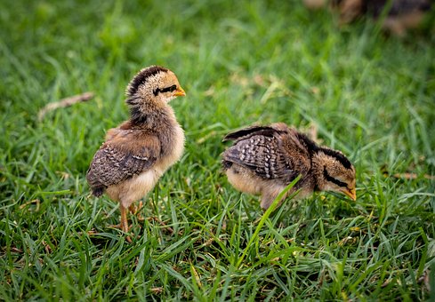 Küken, Hühner, Vögel, Tiere, Natur