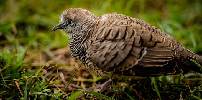 Taube, Küken, Vogel, Tier, Junger Vogel