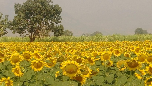 Forum – Angola Farmers Community – Agric4Profits