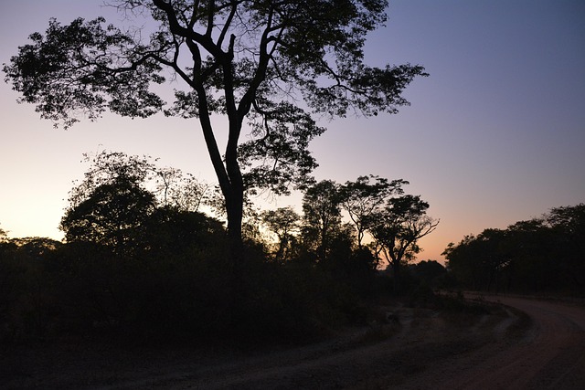 Východ Slnka, Príroda, Bush, Zambia