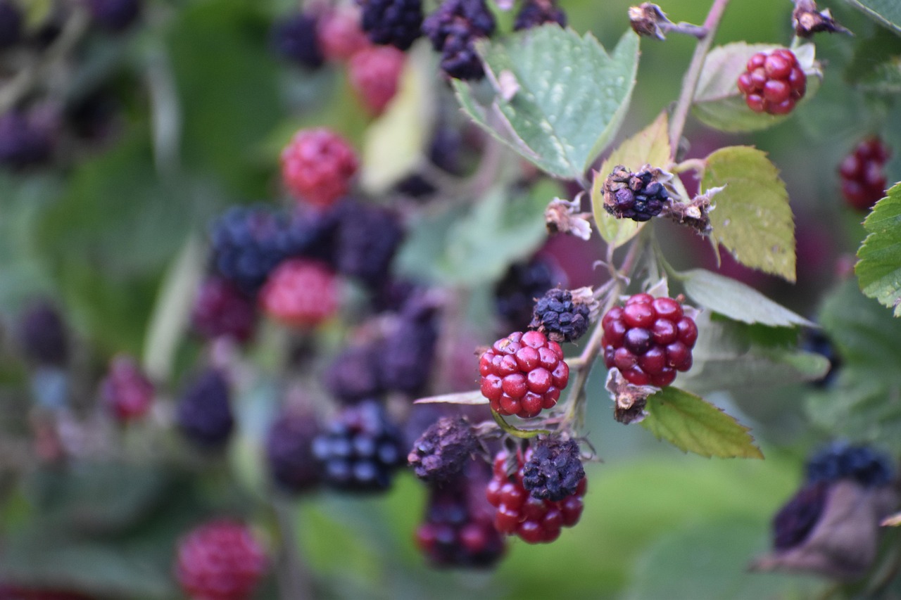 Blackberries Berries Fresh Free photo on Pixabay Pixabay