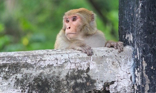 Free Monkey Primate photo and picture