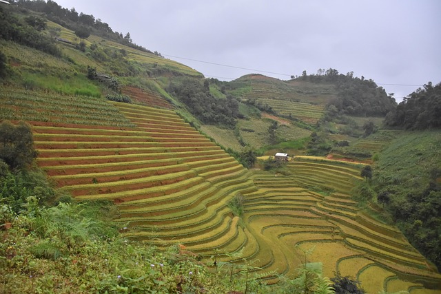 Terrazas, Montañas, Vietnam, Viaje