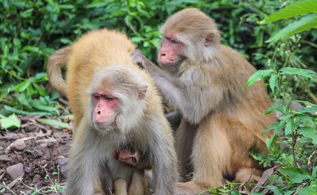 Free Monkeys Monkey Family photo and picture