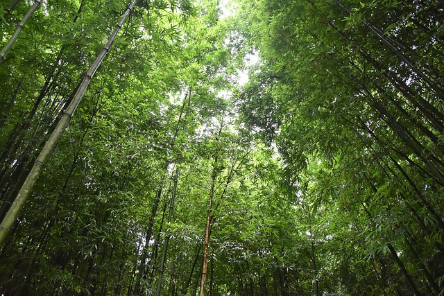 Terrazas, Montañas, Vietnam, Viaje