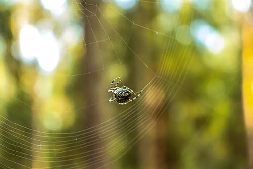 Edderkop, Web, Spindelvæv, Arachnid