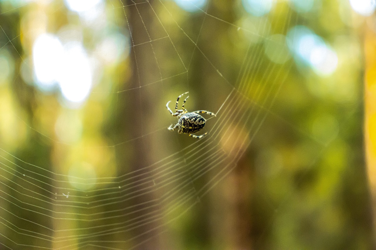 Spider Spiderweb Cobweb Free photo on Pixabay Pixabay