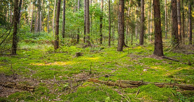Skov, Træer, Vild, Sommer, Græs, Kuld
