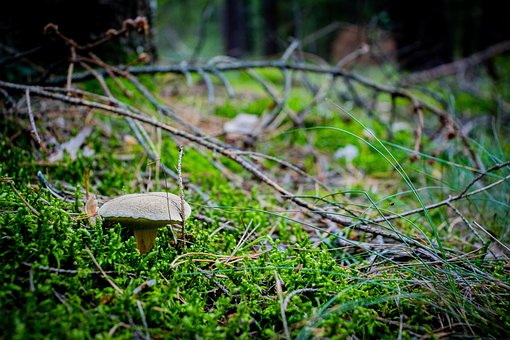 Svampe, Mushrooming, Skov, Træer, Vild