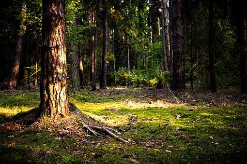 Træer, Skov, Solens Stråler, Natur