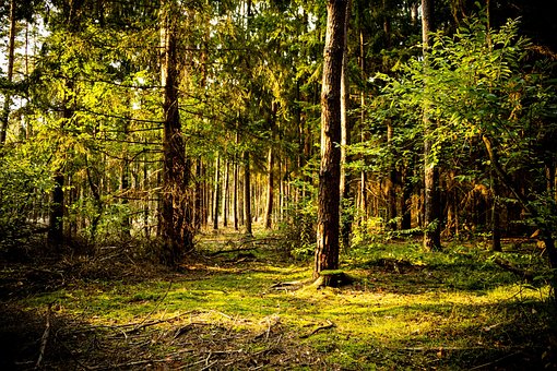 Træer, Skov, Underskov, Sti, Skovstien