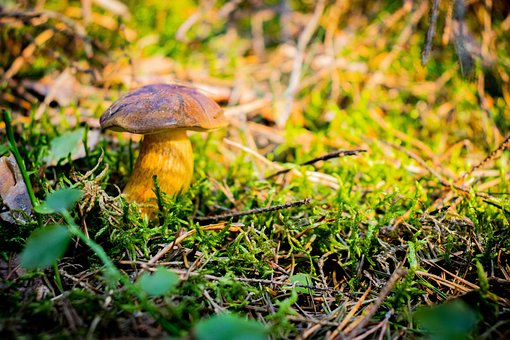 Champignon, Vild Svamp, Kastanje Boletus