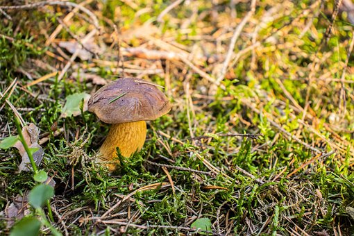 Champignon, Vild Svamp, Svamp, Spore