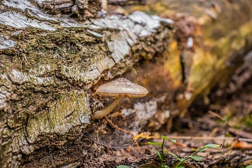 Champignon, Kastanje Boletus, Træstamme