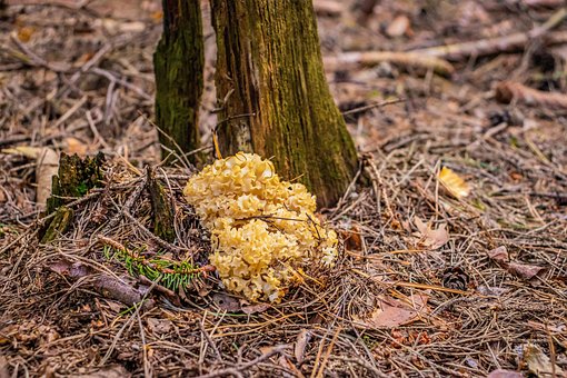 Champignon, Fipskæg, Geden Skæg