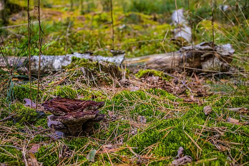 Champignon, Mushrooming, Bay Bolete
