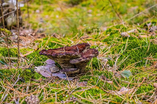 Champignon, Mushrooming, Bay Bolete
