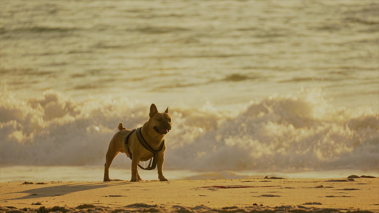 Dog French Bulldog Beach Free Photo On Pixabay