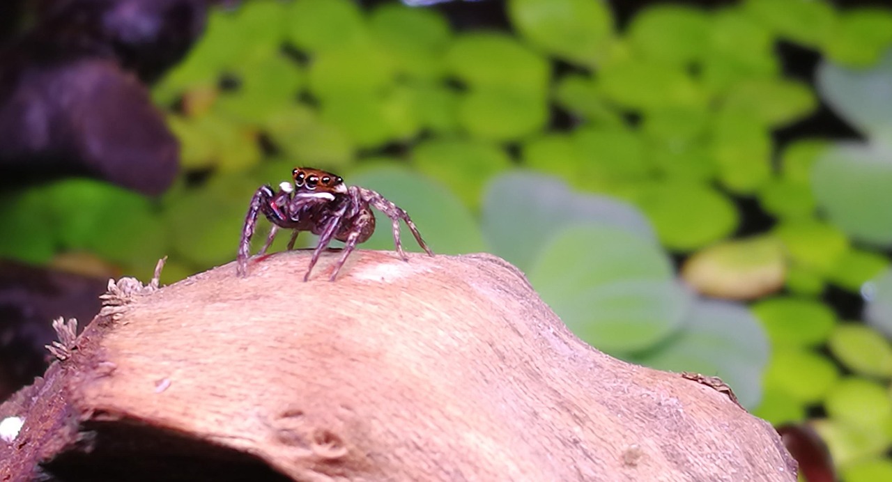Araña Naturaleza - Foto gratis en Pixabay - Pixabay