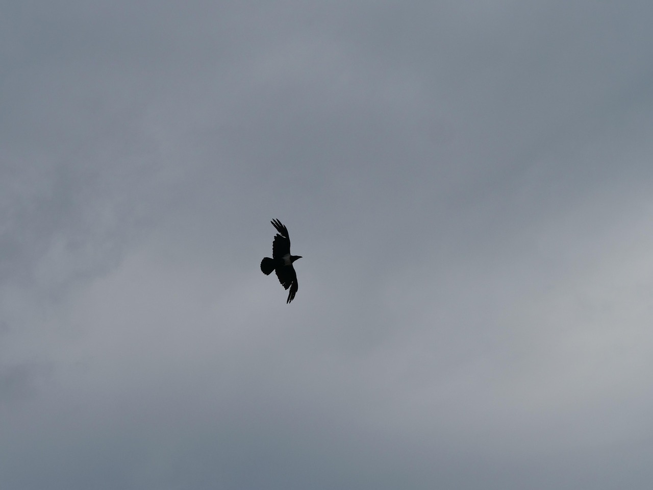 Oiseau Aile En Volant - Photo gratuite sur Pixabay - Pixabay