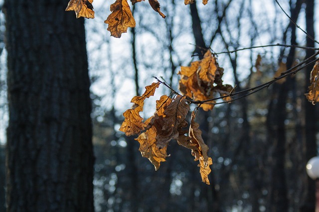 Free Autumn Leaves photo and picture