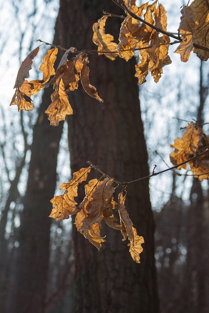 Free Trees Dry Leaves photo and picture