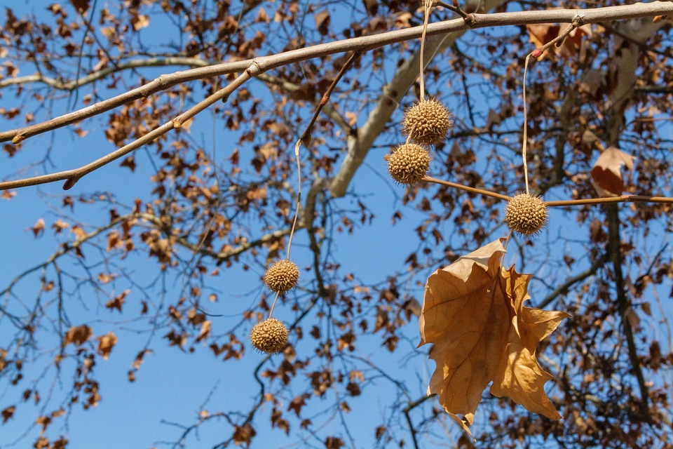 Plane Tree Platanus Close Free photo on Pixabay