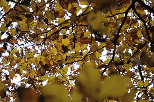 Free Autumn Leaves photo and picture
