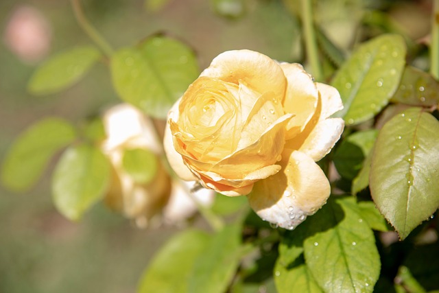 Ruža, Žltá Ruža, Rosa, Žltý Kvet