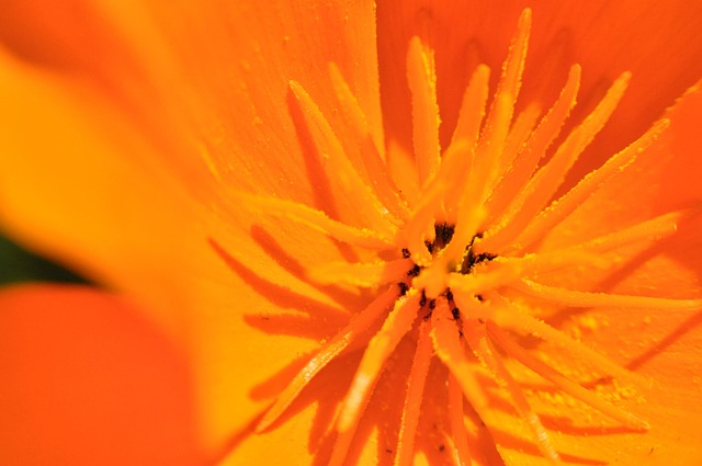 Free California Poppy Orange photo and picture