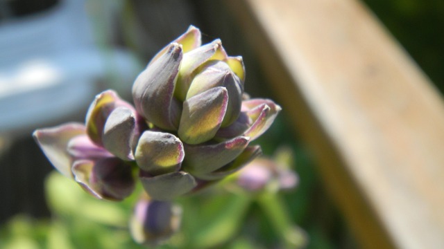 Free Flower Purple photo and picture