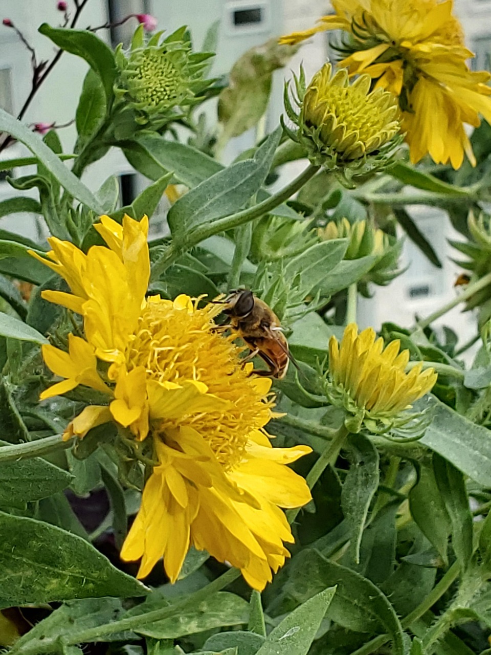 Yellow Flower Bee - Free photo on Pixabay - Pixabay