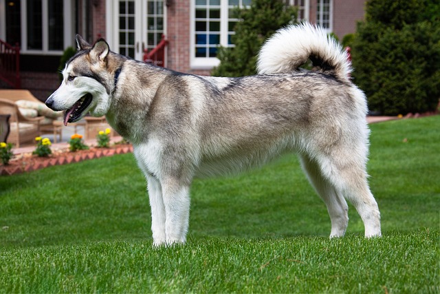 alaskan malamute, dog, pet, animal, domestic dog, canine, nature, mammal, portrait
