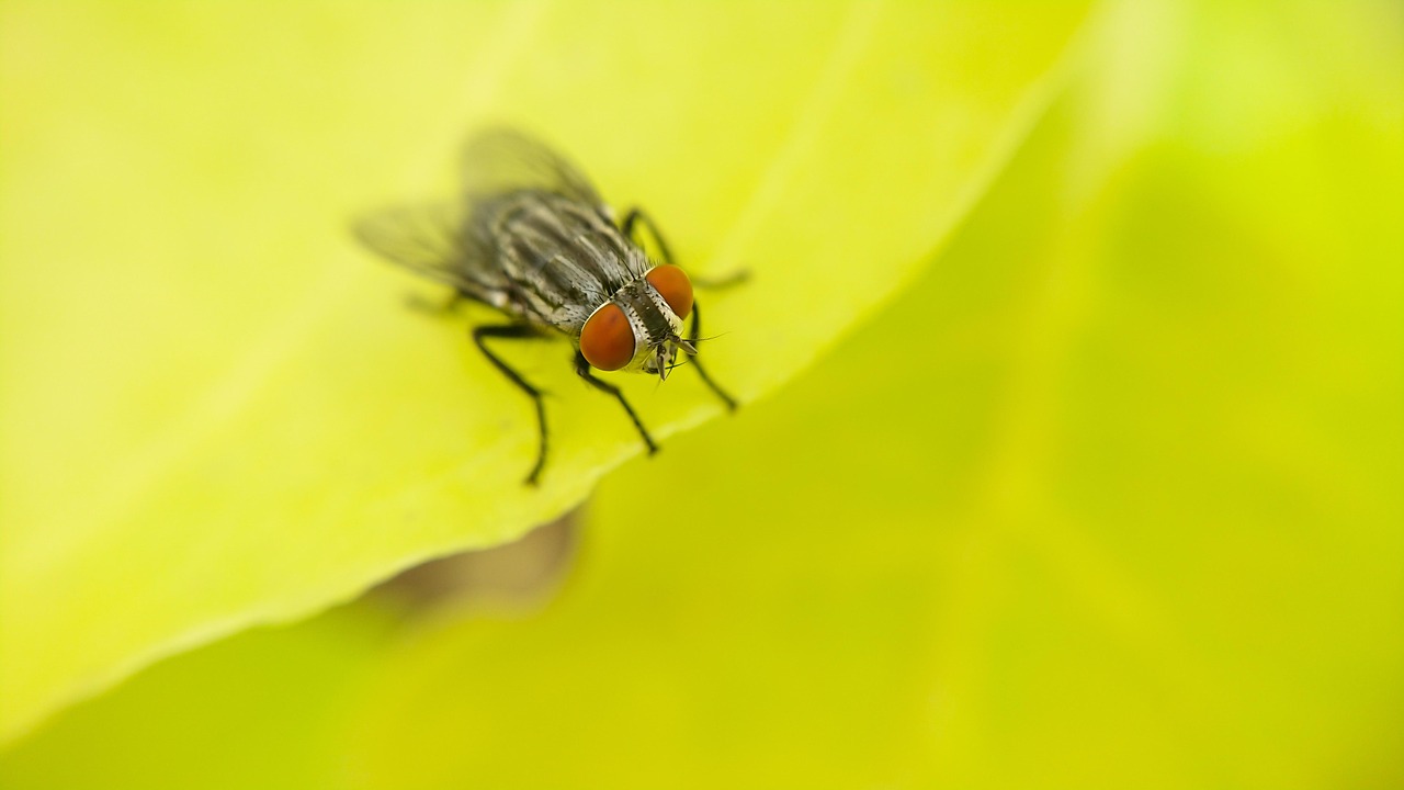 Fly Pic 200+ Free Houseflies & Housefly Images - Pixabay