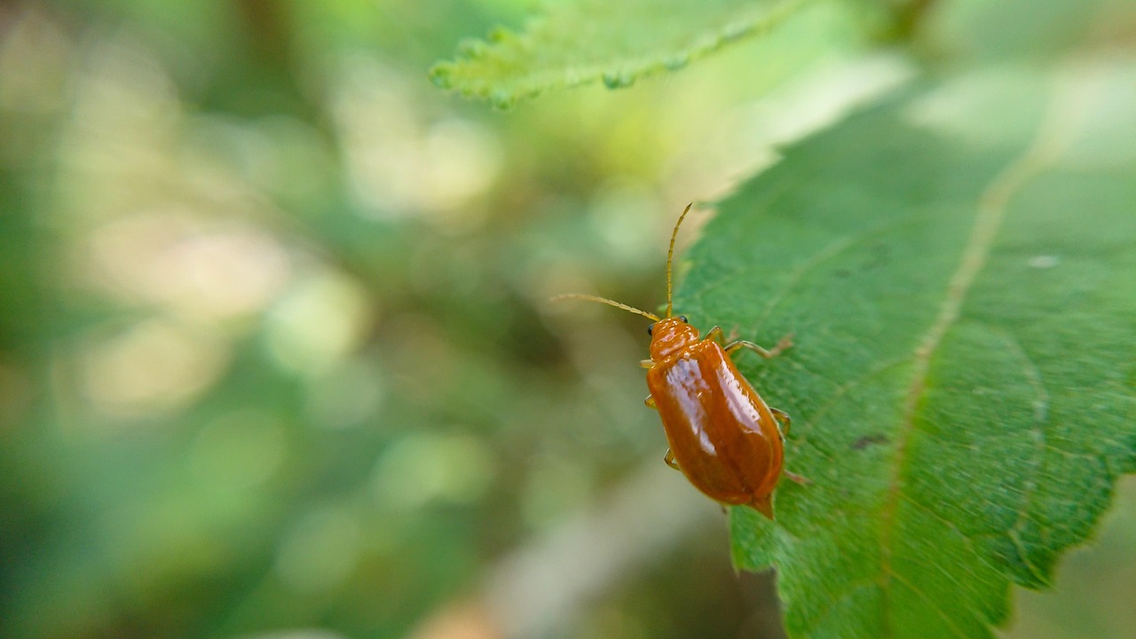 Insetti Volare Natura Animali - Foto gratis su Pixabay - Pixabay