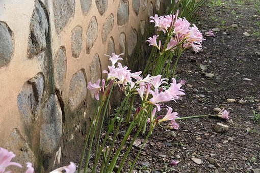 Blomst, Natur, Vis, Plante, Arten Af De