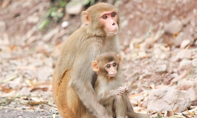 Free Monkeya Apes photo and picture