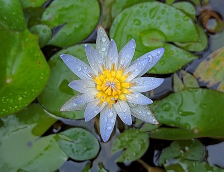 Blomst, Lotus, Nymphaea Lotus, Nymphaea