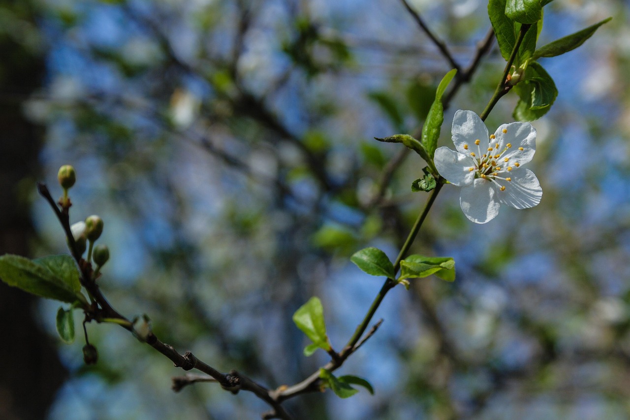 Fleurir Fleur Bloom - Photo gratuite sur Pixabay - Pixabay