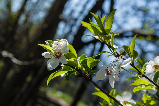 Free Blossom Spring photo and picture
