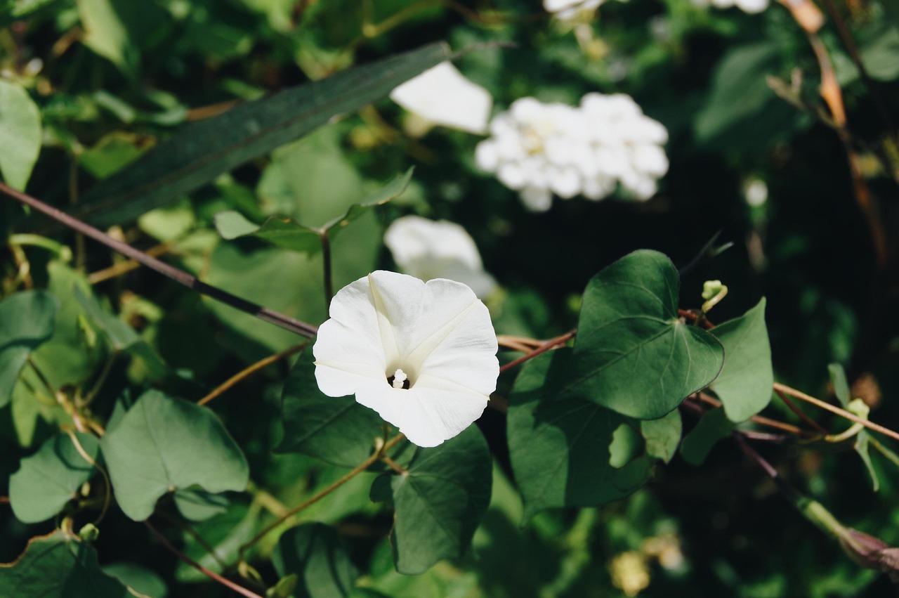 Fleur Blanche Nature Les - Photo gratuite sur Pixabay - Pixabay