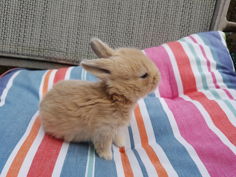 Baby Rabbit Free photo on Pixabay