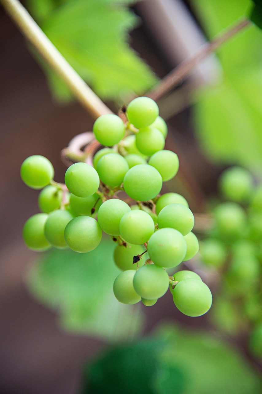 Grapes Green Grapevines Free photo on Pixabay Pixabay