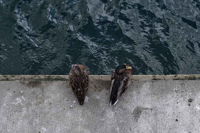 Ænder, Gråænder, Dyr, Waterfowls